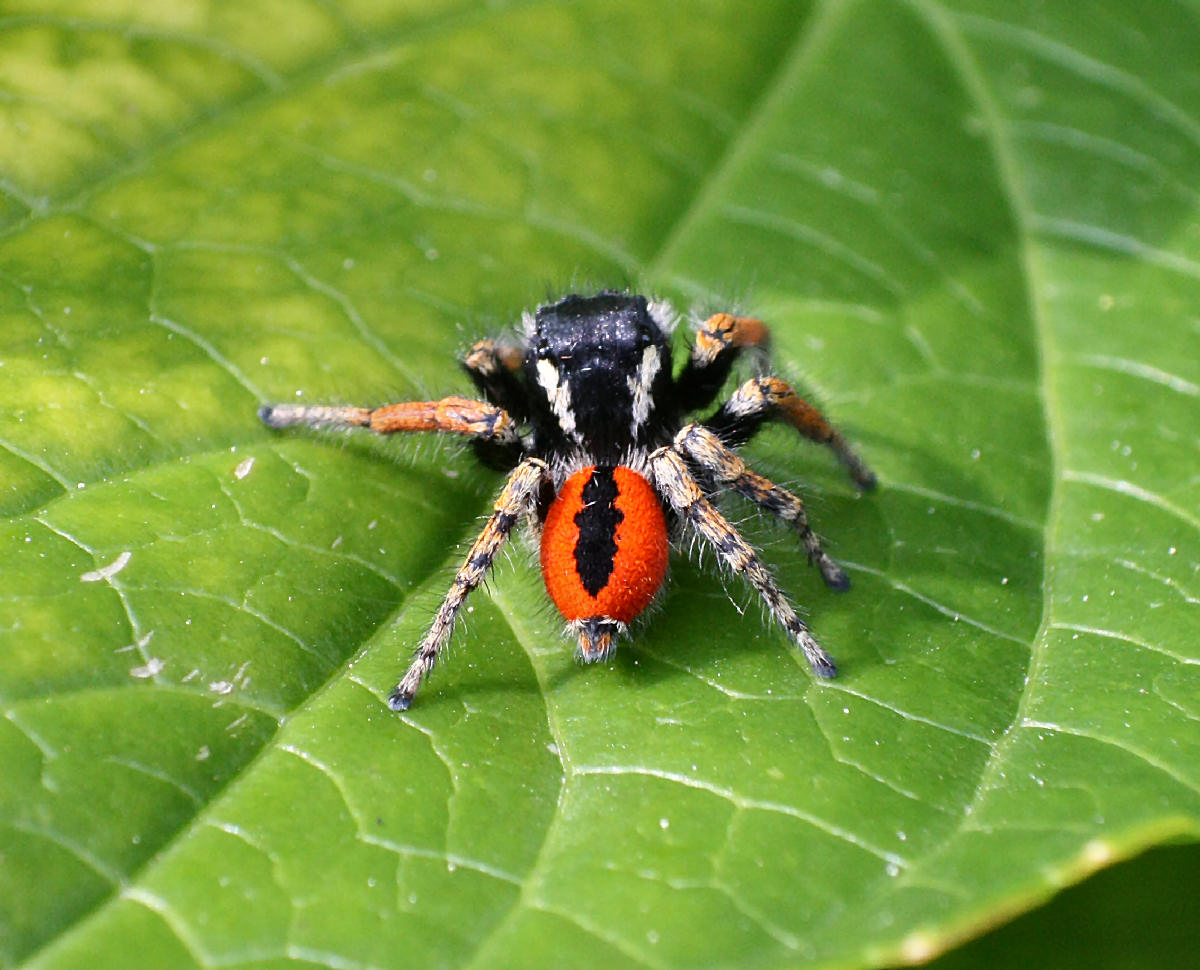Maschio di Philaeus chrysops - Lesmo (MI)